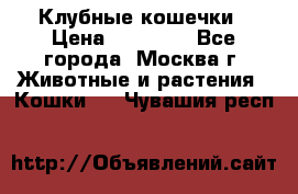 Клубные кошечки › Цена ­ 10 000 - Все города, Москва г. Животные и растения » Кошки   . Чувашия респ.